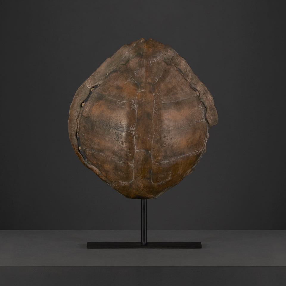 Concha de Tortuga con Base